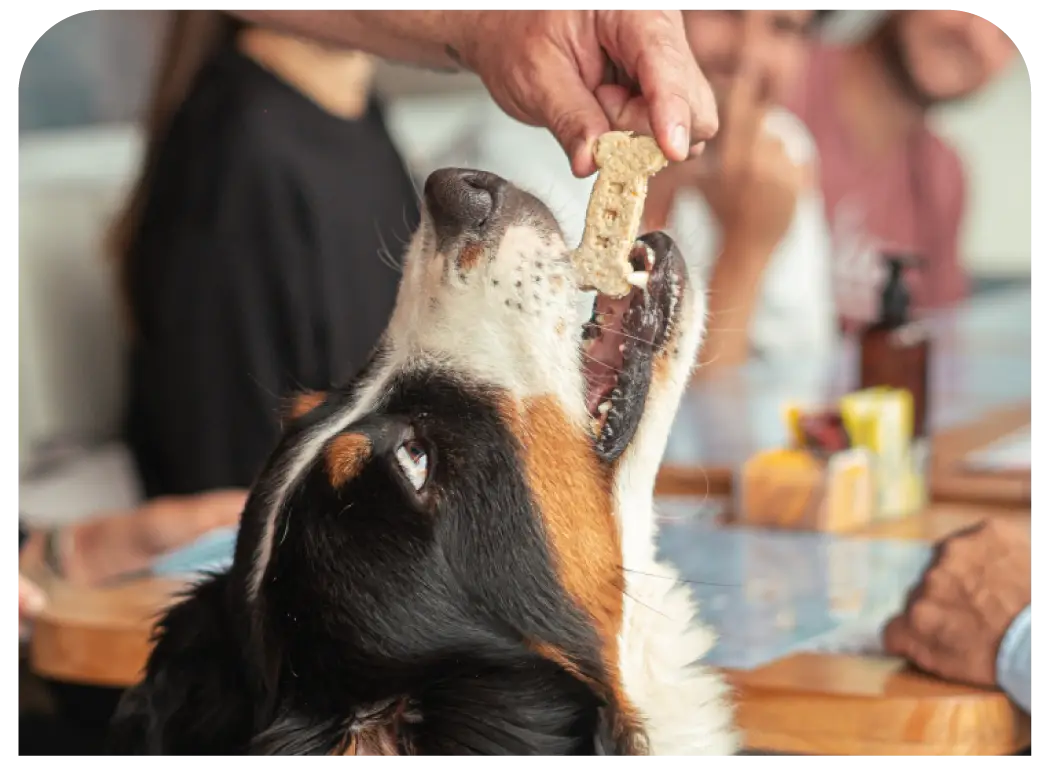 Perro recibiendo una galleta durante una colaboración de Ilustrada con Rex La Barra