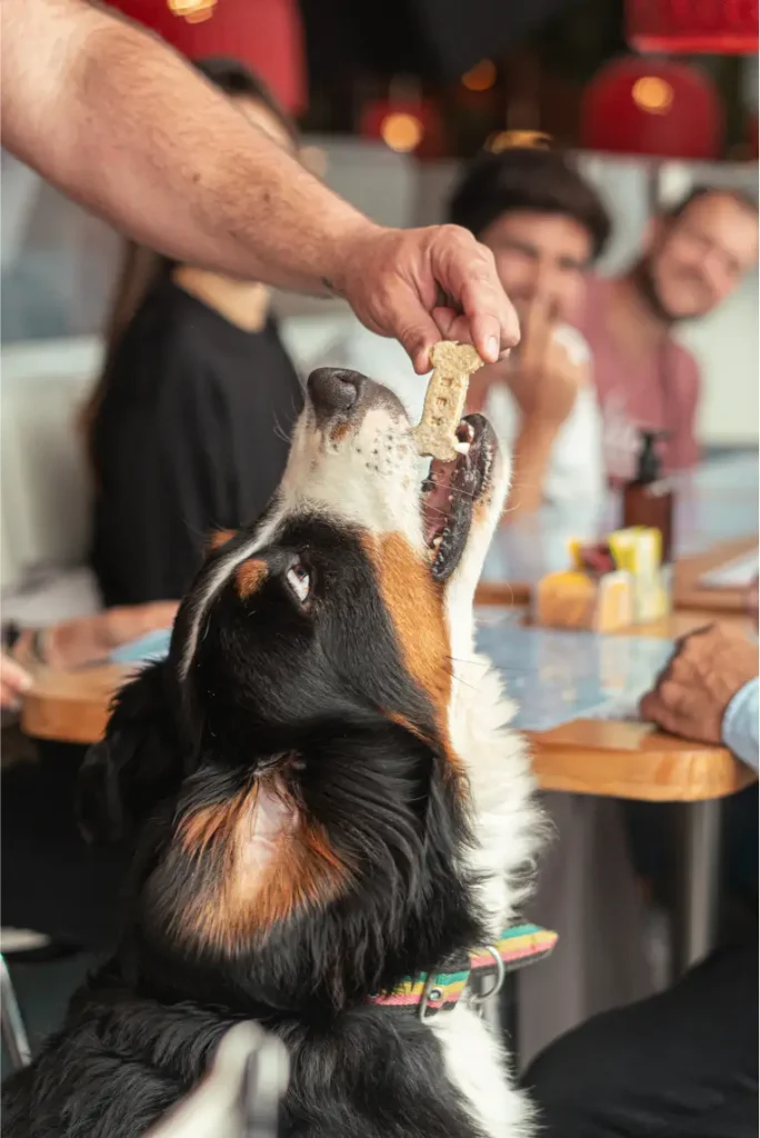Perro recibiendo una galleta durante una acción de Rex La Barra